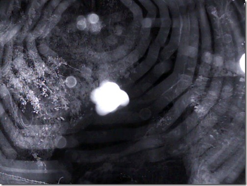 Spider spun a web over the new webcamera